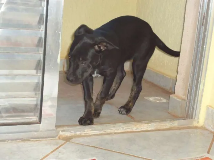 Cachorro ra a Vira Lata idade 2 a 6 meses nome Anita