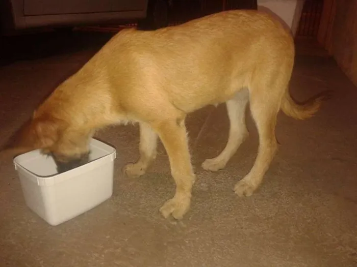Cachorro ra a Desconhecida idade 2 a 6 meses nome Nina