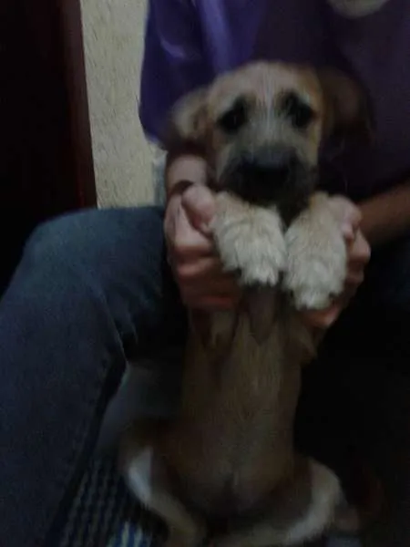 Cachorro ra a Desconhecida idade 2 a 6 meses nome Nina