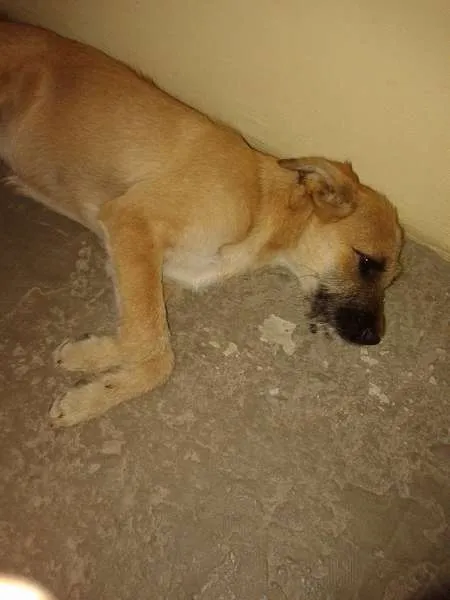 Cachorro ra a Desconhecida idade 2 a 6 meses nome Nina
