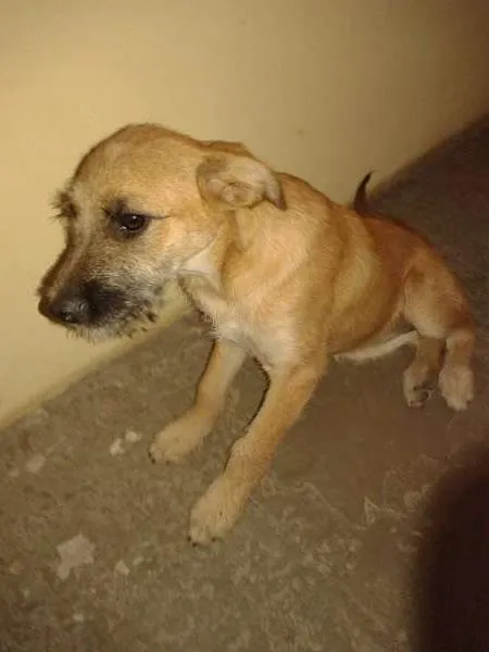 Cachorro ra a Desconhecida idade 2 a 6 meses nome Nina