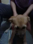 Nina