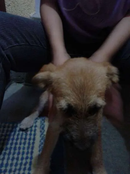 Cachorro ra a Desconhecida idade 2 a 6 meses nome Nina