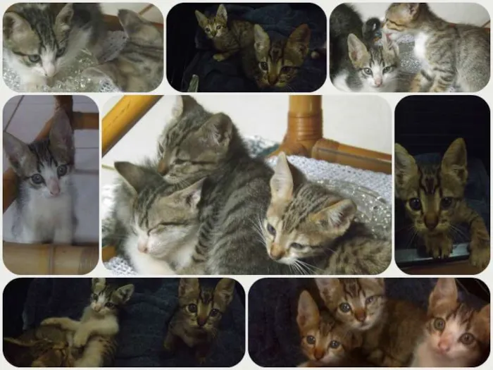 Gato ra a  idade Abaixo de 2 meses nome Filhotes