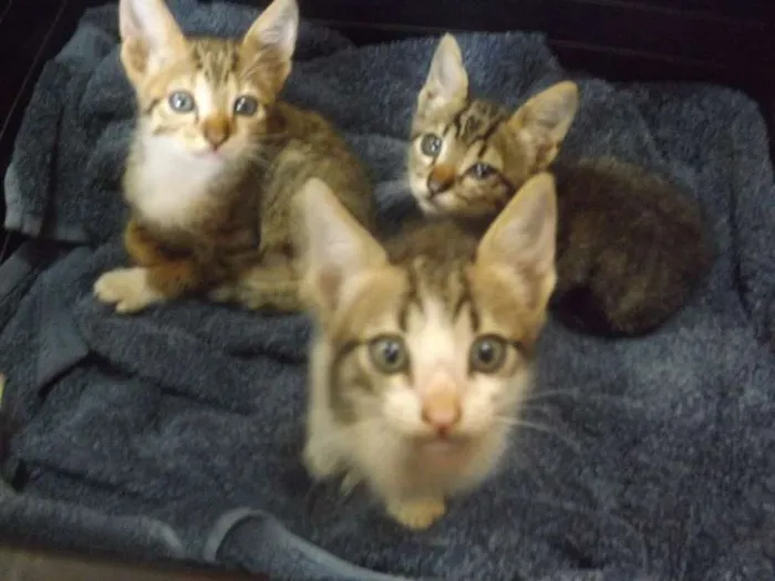 Gato ra a  idade Abaixo de 2 meses nome Filhotes