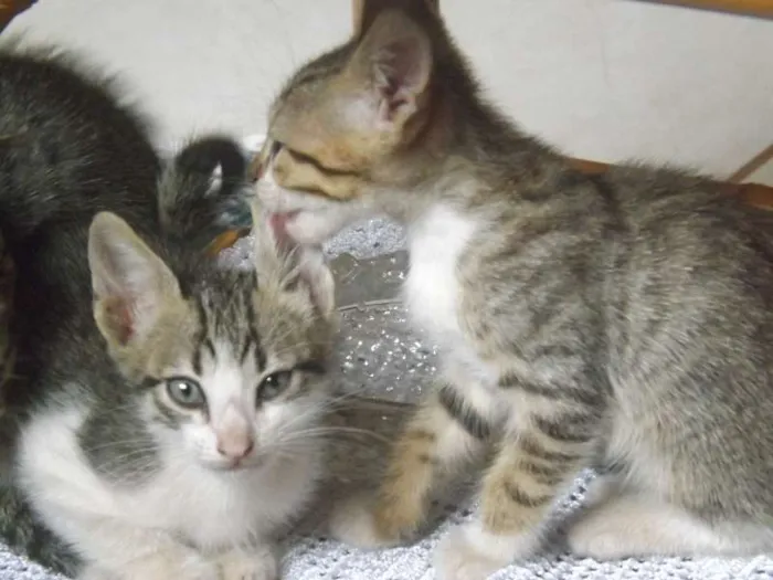 Gato ra a  idade Abaixo de 2 meses nome Filhotes