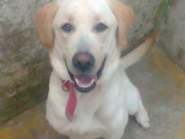 Cachorro ra a Labrador idade 1 ano nome Marlley