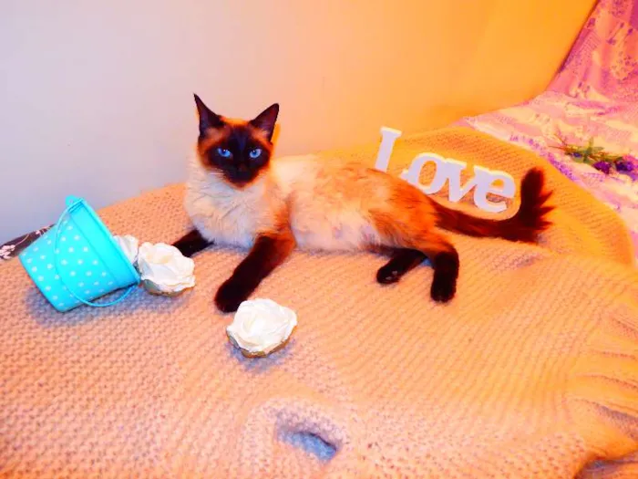 Gato ra a Birmanês idade 2 anos nome Milka