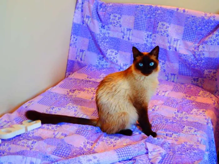 Gato ra a Birmanês idade 2 anos nome Milka