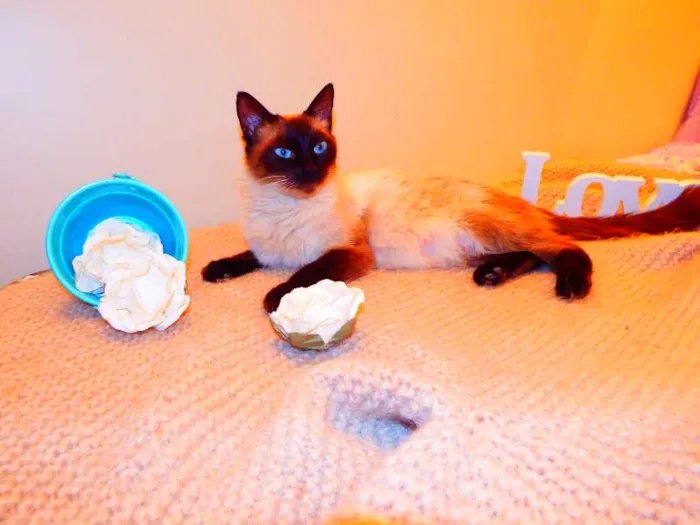 Gato ra a Birmanês idade 2 anos nome Milka