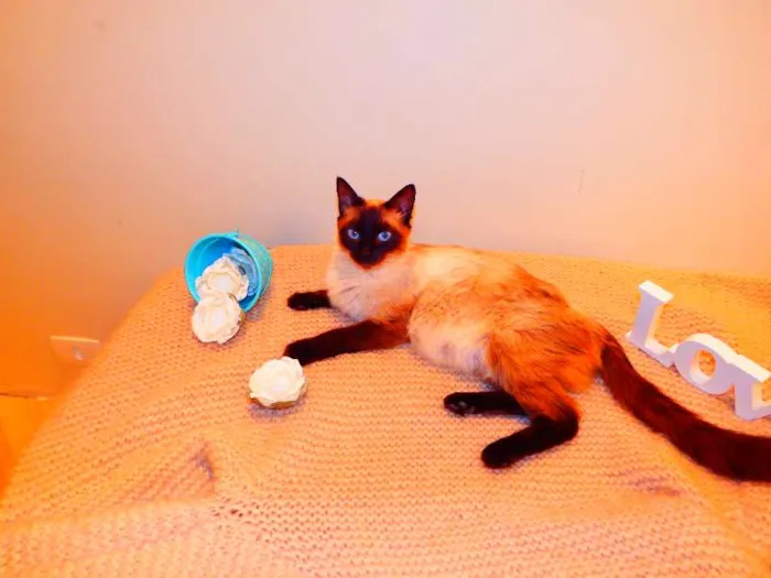 Gato ra a Birmanês idade 2 anos nome Milka