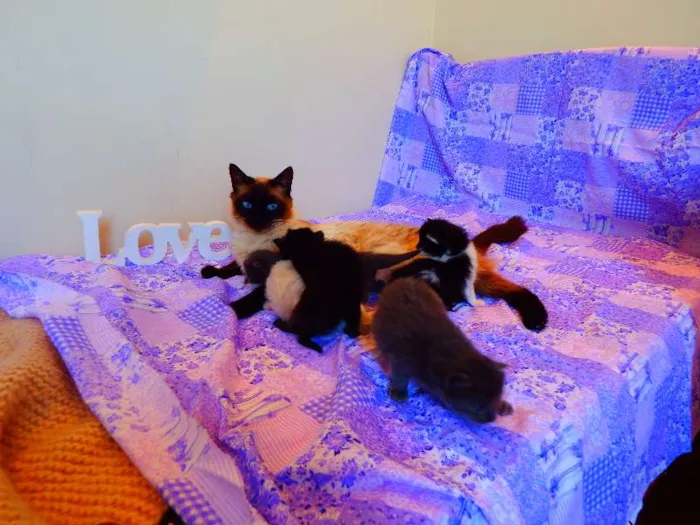 Gato ra a Birmanês idade 2 anos nome Milka