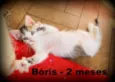 Boris