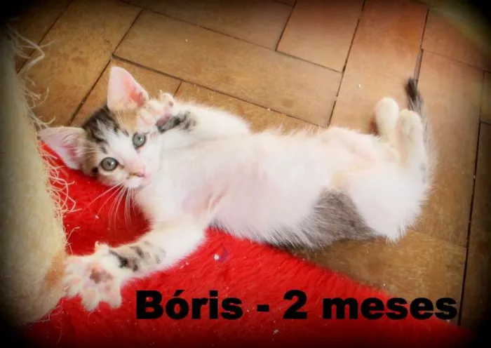 Gato ra a SRD idade 2 a 6 meses nome Boris