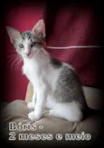 Boris