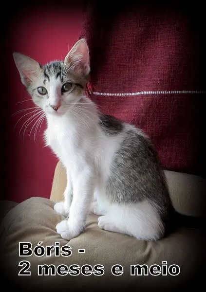 Gato ra a SRD idade 2 a 6 meses nome Boris