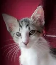 Boris