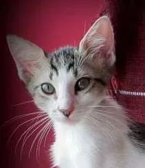 Gato ra a SRD idade 2 a 6 meses nome Boris
