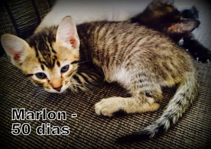 Gato ra a SRD idade Abaixo de 2 meses nome Marlon