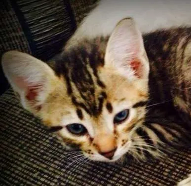 Gato ra a SRD idade Abaixo de 2 meses nome Marlon
