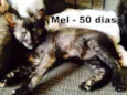 Mel