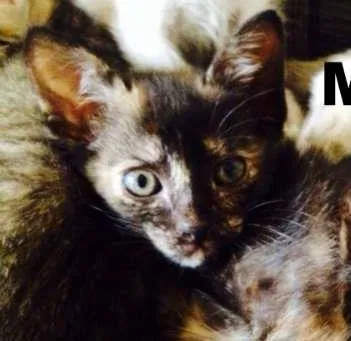 Gato ra a SRD idade Abaixo de 2 meses nome Mel
