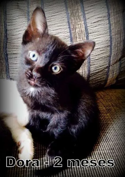 Gato ra a SRD idade Abaixo de 2 meses nome Dora