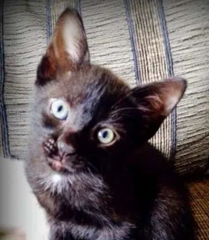 Gato raça SRD idade Abaixo de 2 meses nome Dora