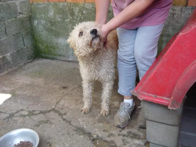Cachorro ra a SRD idade 2 anos nome Luanna