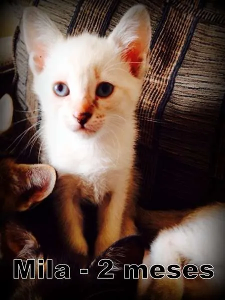Gato ra a SRD idade Abaixo de 2 meses nome Mila