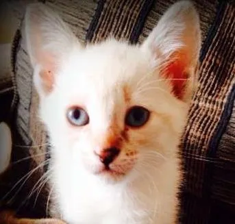 Gato ra a SRD idade Abaixo de 2 meses nome Mila