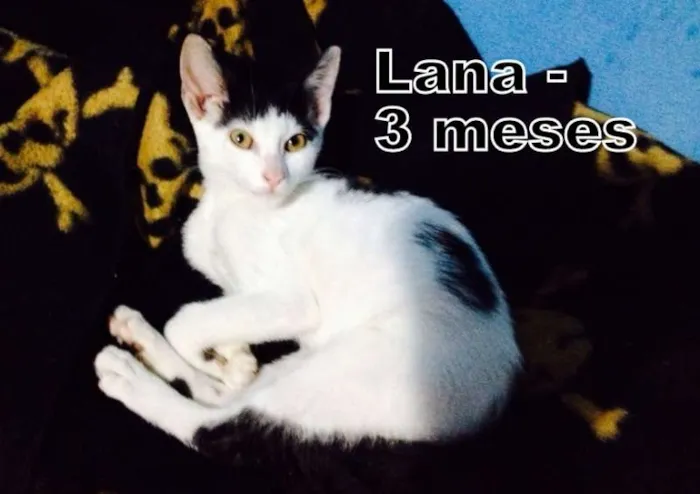 Gato ra a SRD idade 2 a 6 meses nome Lana