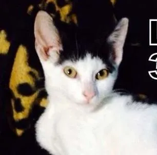 Gato ra a SRD idade 2 a 6 meses nome Lana