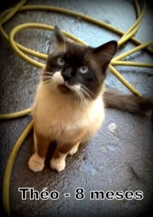 Gato raça SRD idade 7 a 11 meses nome Theo