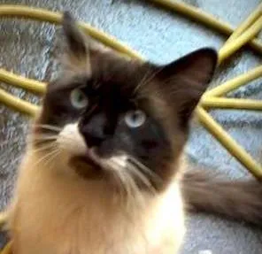 Gato ra a SRD idade 7 a 11 meses nome Theo