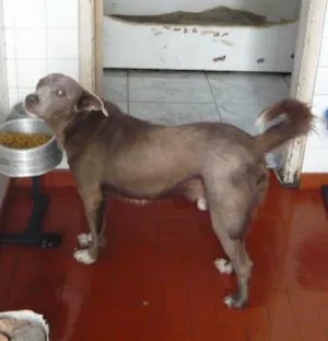Cachorro raça SRD idade 2 anos nome Jujuba
