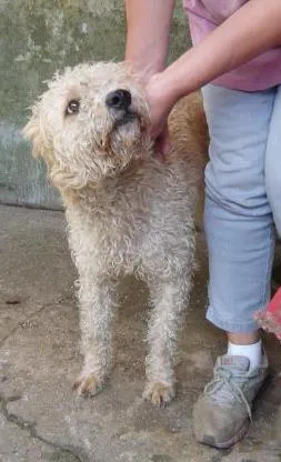 Cachorro raça SRD idade 2 anos nome Luanna