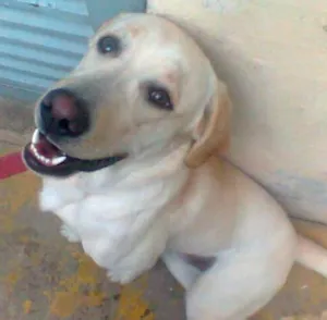Cachorro raça Labrador idade 1 ano nome Marlley