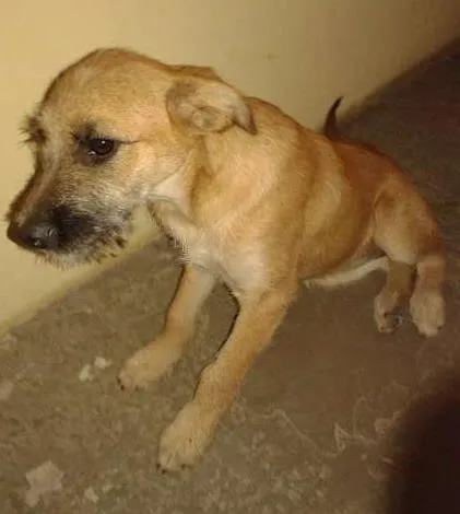 Cachorro ra a Desconhecida idade 2 a 6 meses nome Nina