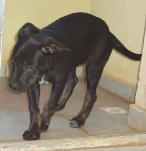 Cachorro raça Vira Lata idade 2 a 6 meses nome Anita
