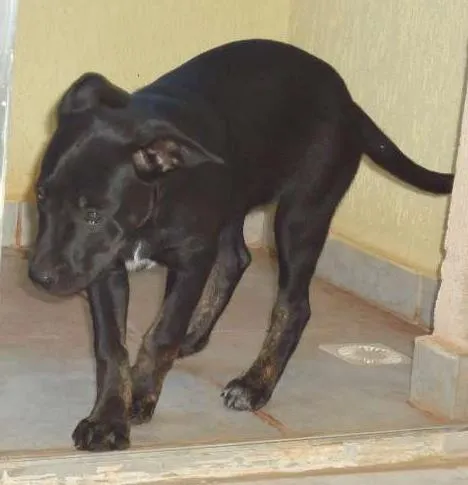 Cachorro ra a Vira Lata idade 2 a 6 meses nome Anita