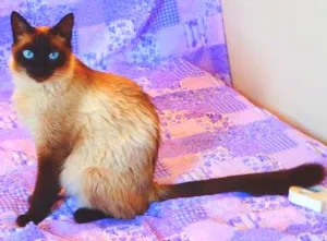 Gato raça Birmanês idade 2 anos nome Milka