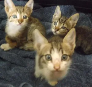 Gato raça  idade Abaixo de 2 meses nome Filhotes