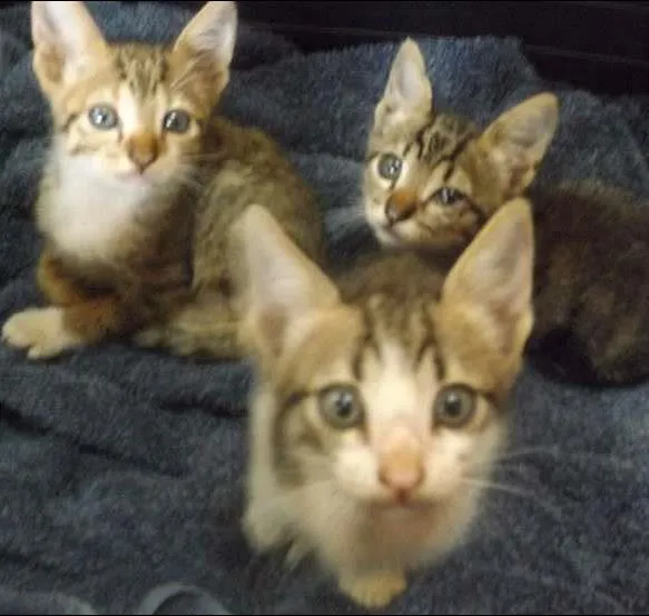 Gato ra a  idade Abaixo de 2 meses nome Filhotes