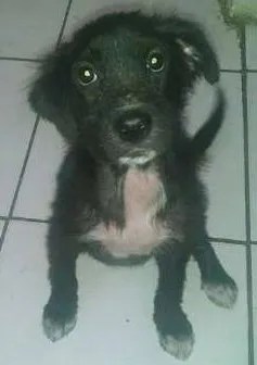 Cachorro raça SRD idade 2 a 6 meses nome Molly