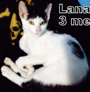 Gato raça SRD idade 2 a 6 meses nome Lana