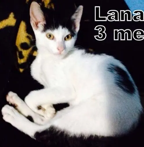 Gato ra a SRD idade 2 a 6 meses nome Lana