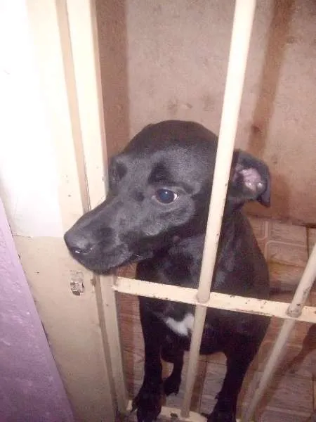 Cachorro ra a Labrador idade 1 ano nome BELINHA