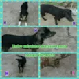 negao,neguinho,max,