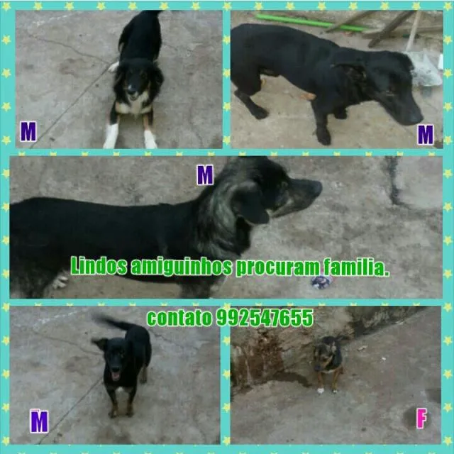 Cachorro ra a srd idade 3 anos nome negao,neguinho,max,